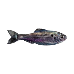 Sale Panorama Baitfish Creature Baits|Soft Jerkbaits & Minnows